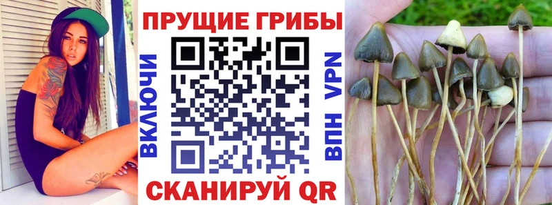Галлюциногенные грибы MAGIC MUSHROOMS Купить закладки Бахчисарай